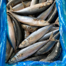 Buy Frozen Fish Pacific Mackerel Whole Round Sale